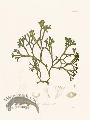 Bradbury Seaweed 140